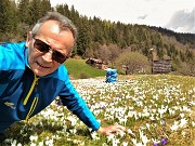 52 Bello stendersi tra i crocus fioriti